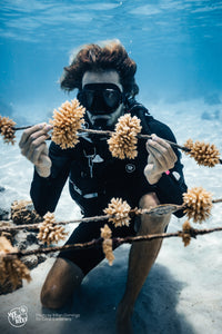we the reef scuba diver holding coral on a stick as they grow