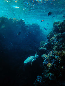 a turtle underwater in a coral habitat